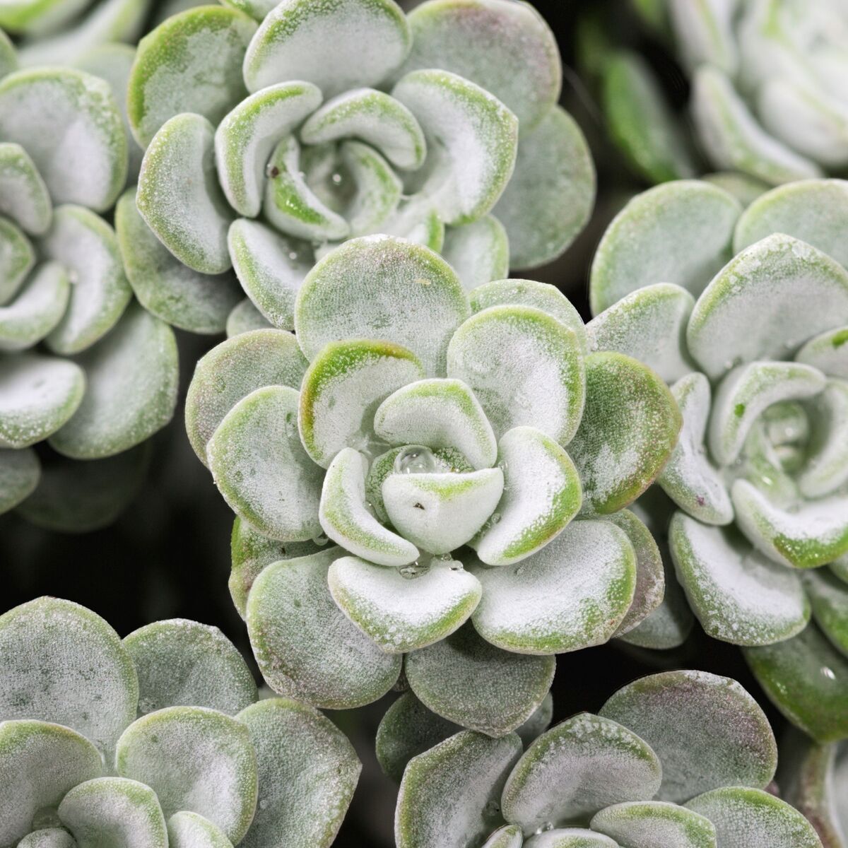 Garten-Fetthenne 'Cape Blanco' (Sedum spathulifolium 'Cape Blanco') - Weiß - winterhart | Bild 1
