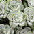 Garten-Fetthenne 'Cape Blanco' (Sedum spathulifolium 'Cape Blanco') - Weiß - winterhart | Bild 1