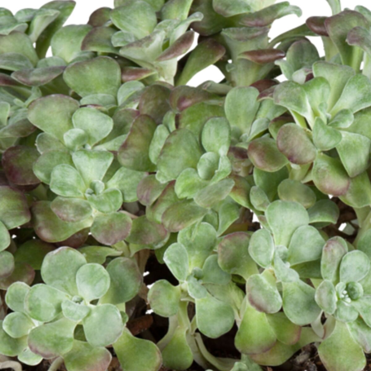 Garten-Fetthenne 'Purpureum' (Sedum spathulifolium 'Purpureum') - Violett - winterhart | Bild 1