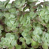 Garten-Fetthenne 'Purpureum' (Sedum spathulifolium 'Purpureum') - Violett - winterhart | Bild 2