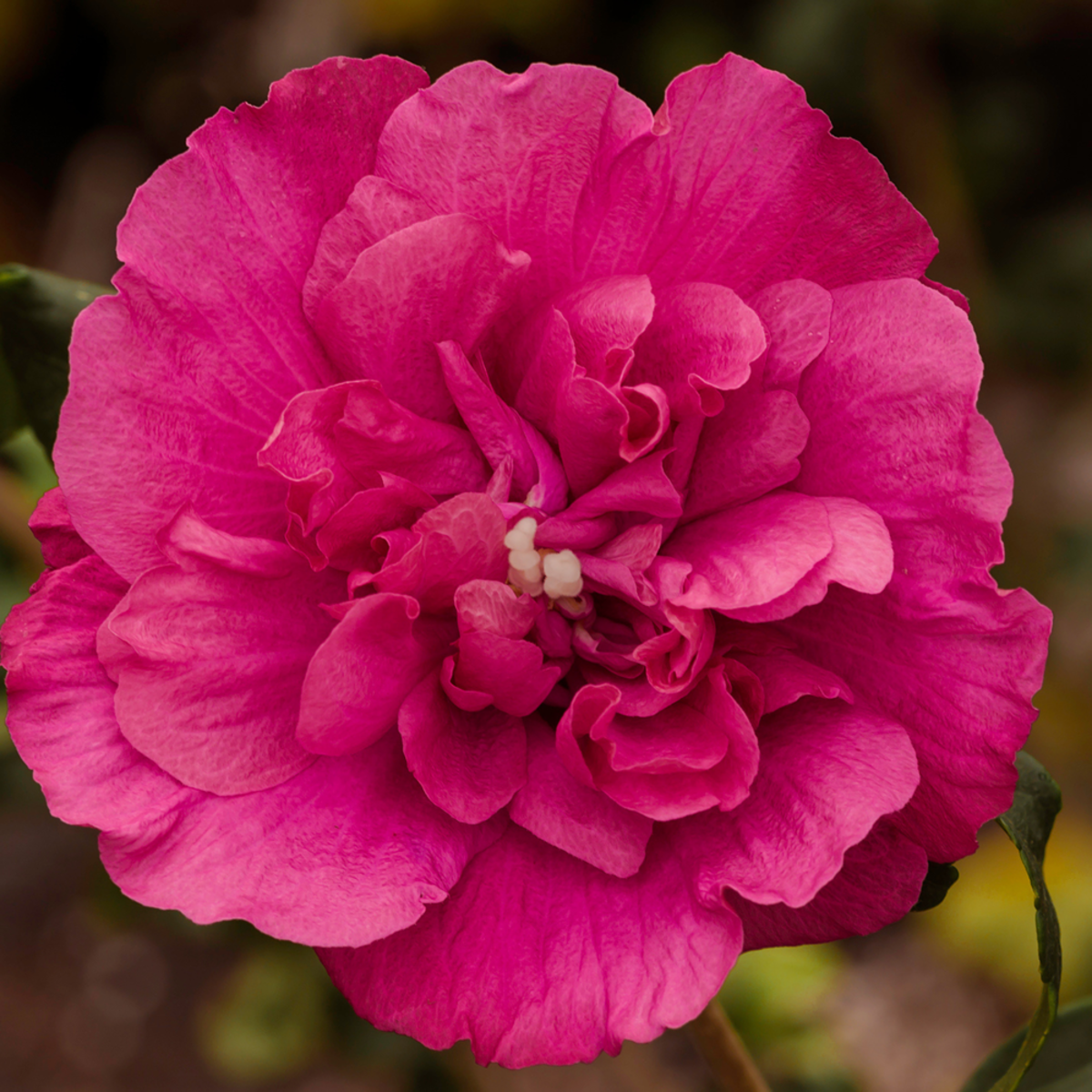 Garten Hibiskus 'Magenta Chiffon®' (Hibiscus syriacus 'Magenta Chiffon®') - Violett - sommergrün - winterhart - bienenfreundlich | Bild 1