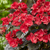 Gartenhortensie 'Black Diamonds After Midnight®' (Hydrangea macrophylla 'Black Diamonds After Midnight®') - Pink - sommergrün - winterhart | Bild 1