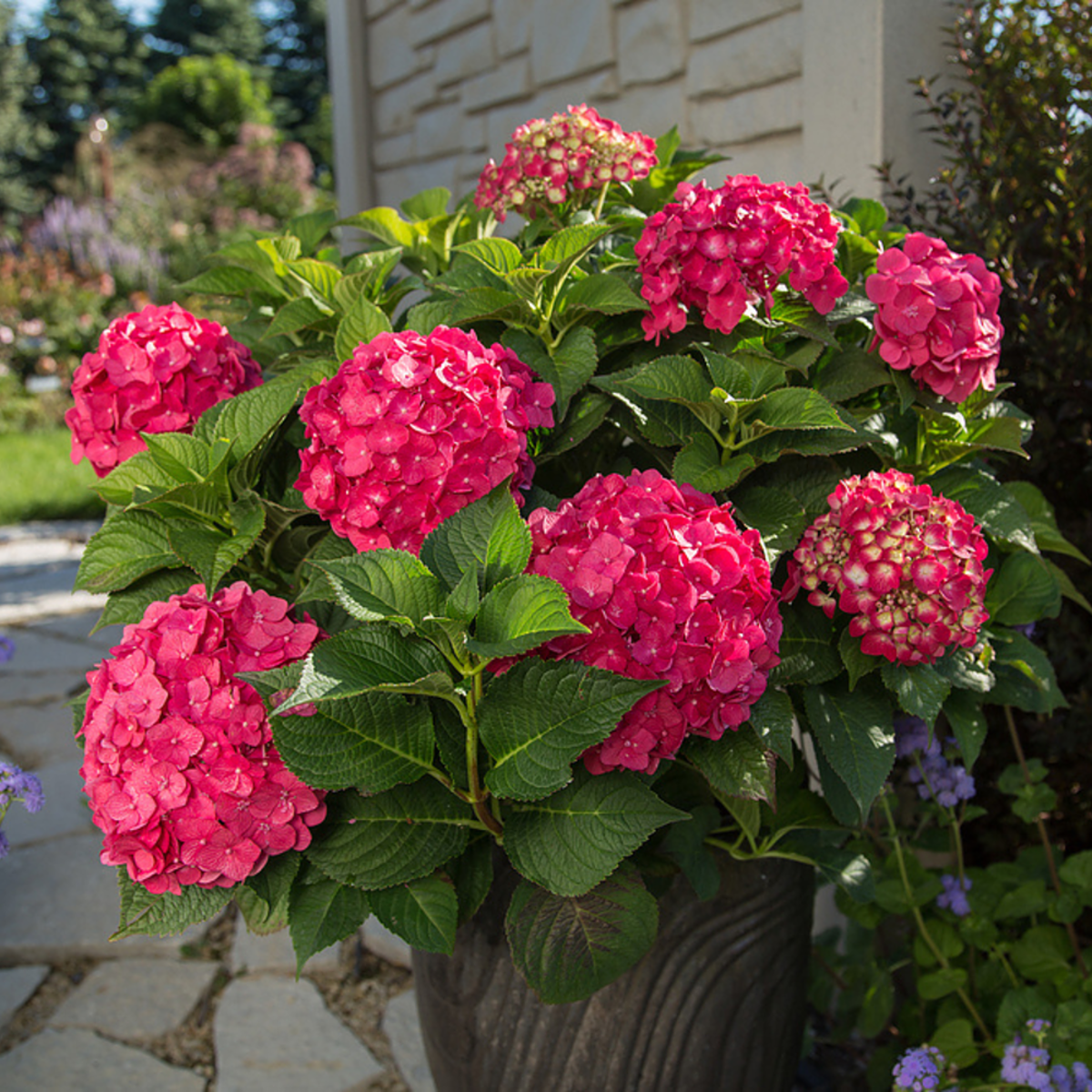 Gartenhortensie Endless Summer® 'Summer Love' (Hydrangea macrophylla 'Endless Summer Summer Love®') - Rot - sommergrün - winterhart | Bild 1