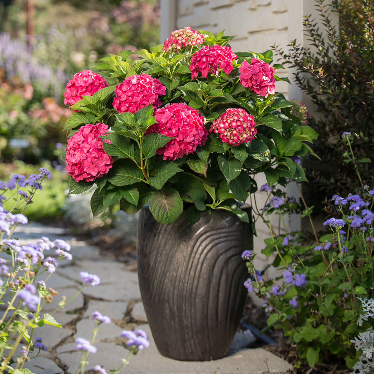 Gartenhortensie Endless Summer® 'Summer Love' (Hydrangea macrophylla 'Endless Summer Summer Love®') - Rot - sommergrün - winterhart | Bild 2