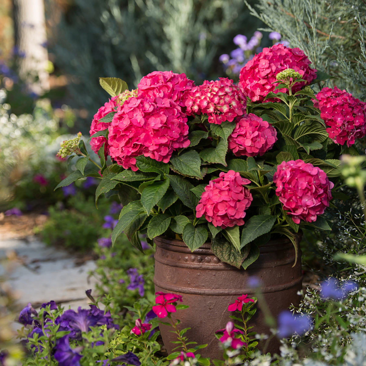 Gartenhortensie Endless Summer® 'Summer Love' (Hydrangea macrophylla 'Endless Summer Summer Love®') - Rot - sommergrün - winterhart | Bild 3