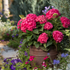 Gartenhortensie Endless Summer® 'Summer Love' (Hydrangea macrophylla 'Endless Summer Summer Love®') - Rot - sommergrün - winterhart | Bild 3