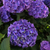Gartenhortensie Endless Summer® 'Summer Love' (Hydrangea macrophylla 'Endless Summer® Summer Love') - Violett - sommergrün - winterhart | Bild 1