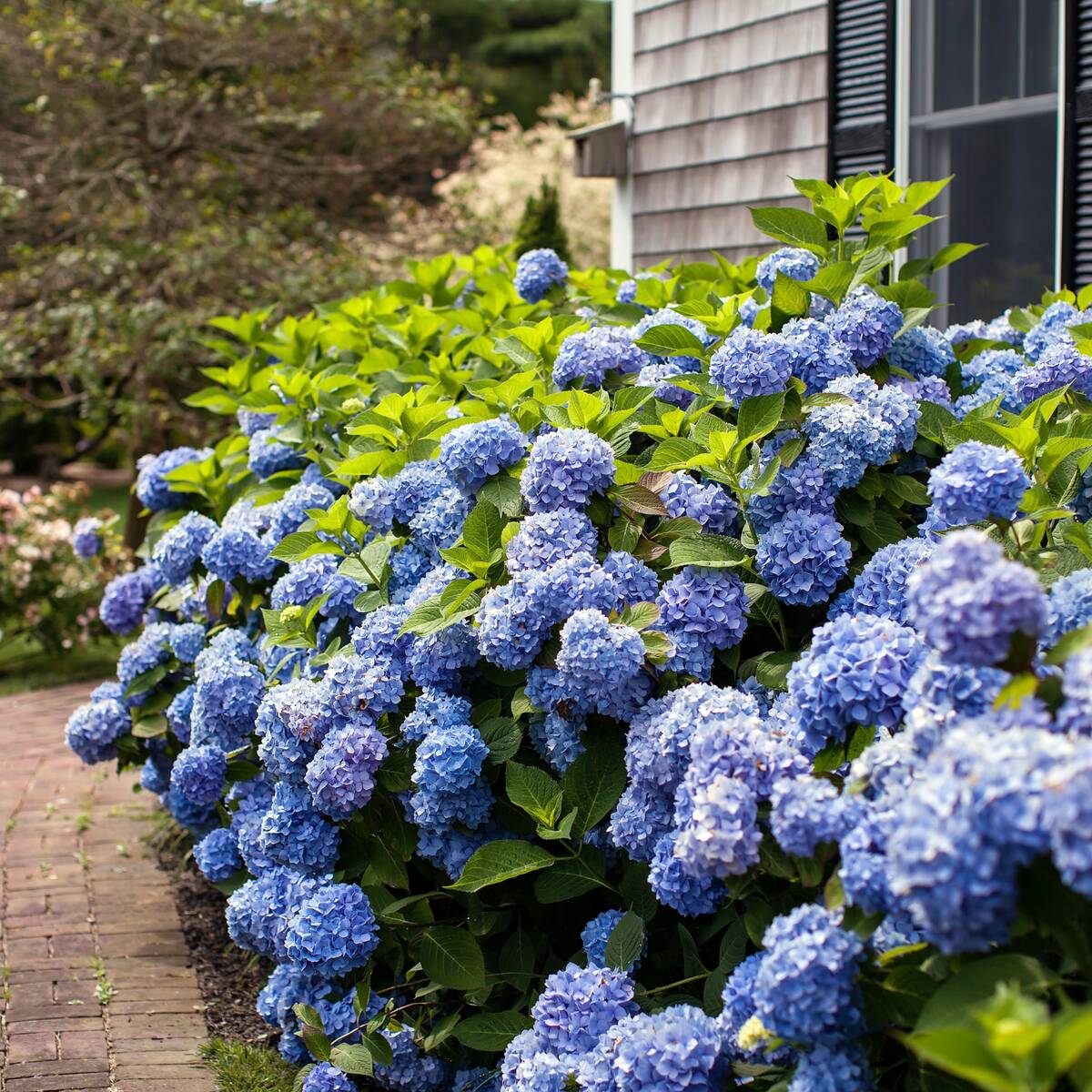 Gartenhortensie Endless Summer® 'The Original' (Hydrangea macrophylla 'Endless Summer® The Original') - Blau - sommergrün - winterhart | Bild 1