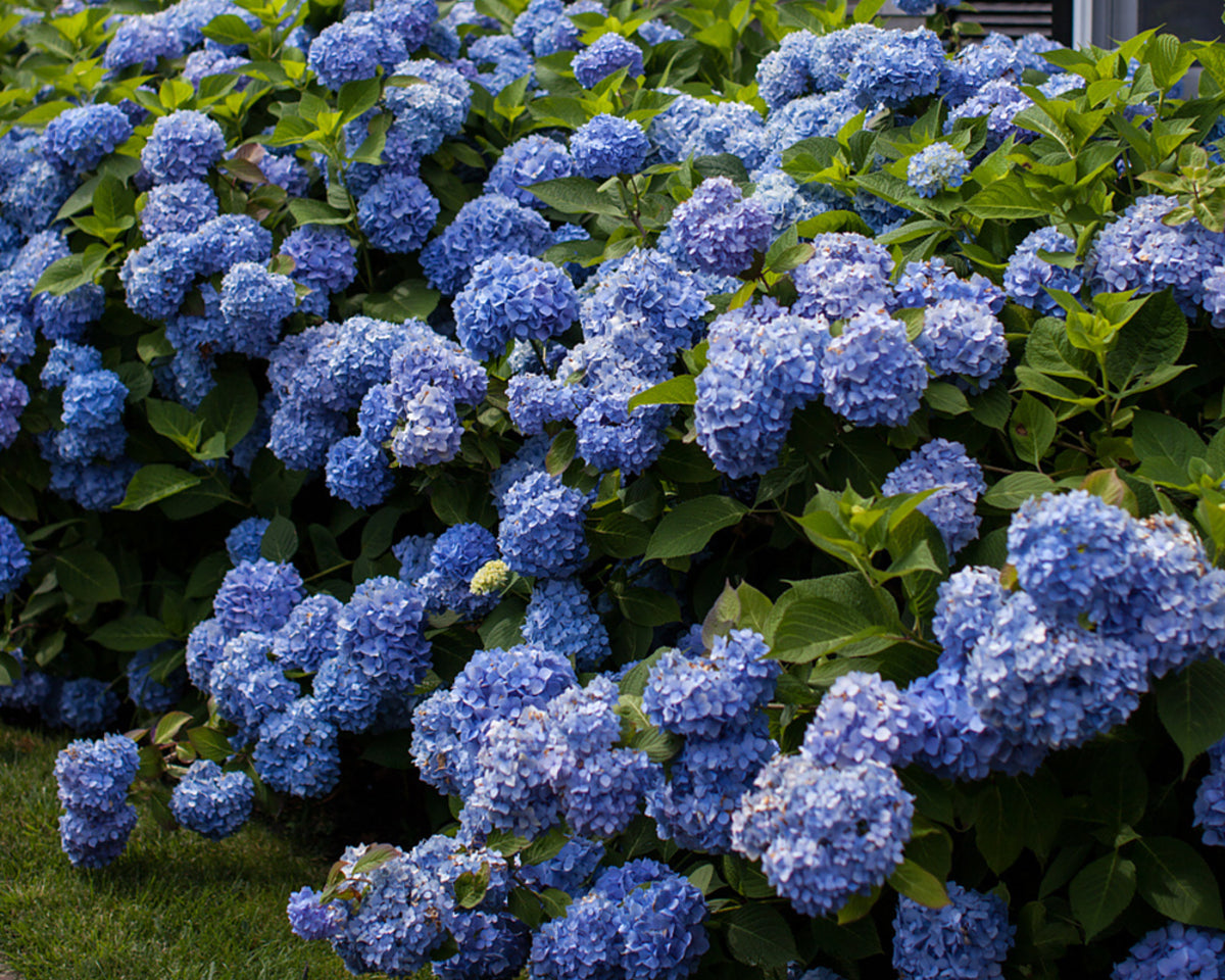 Gartenhortensie Endless Summer® 'The Original' (Hydrangea macrophylla 'Endless Summer® The Original') - Blau - sommergrün - winterhart | Bild 2