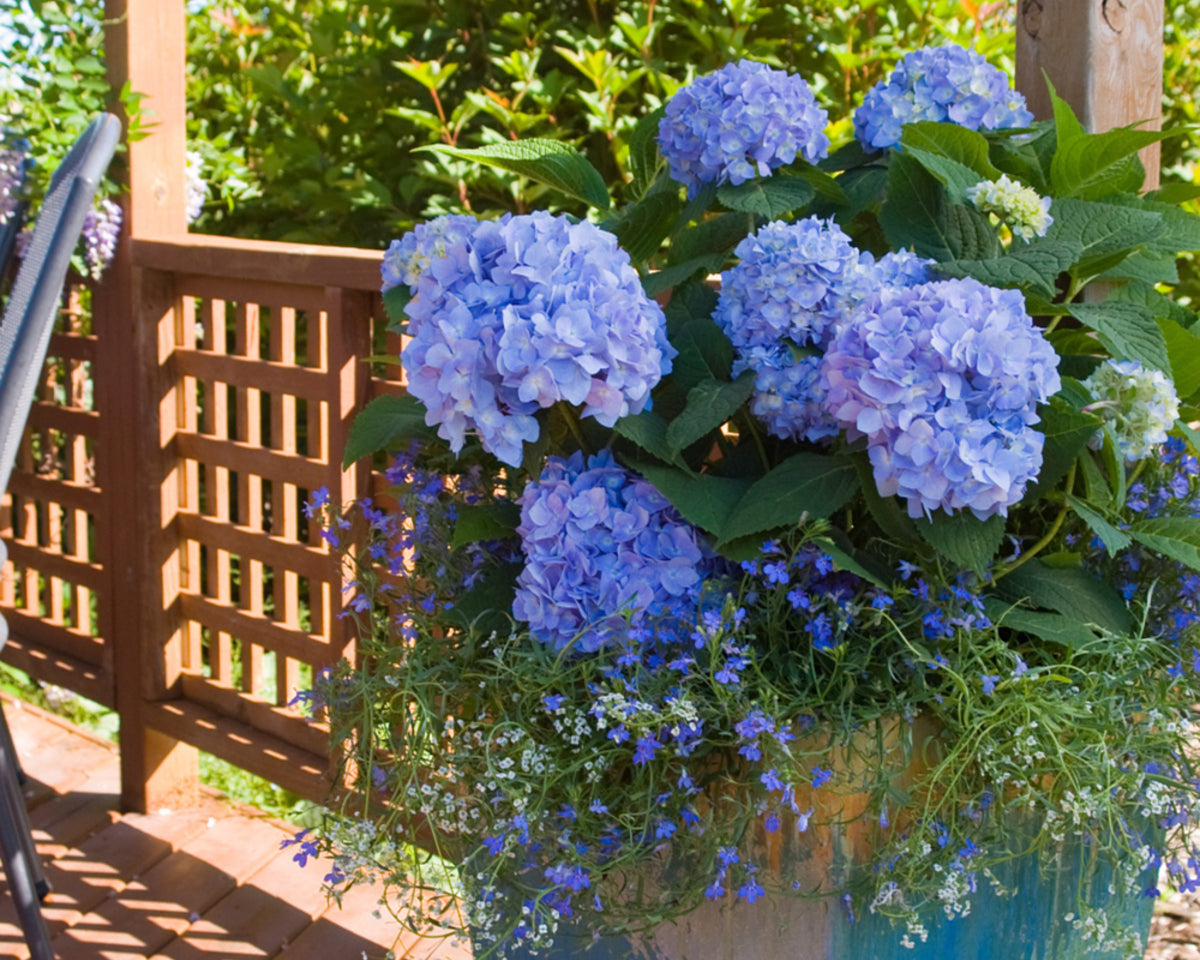 Gartenhortensie Endless Summer® 'The Original' (Hydrangea macrophylla 'Endless Summer® The Original') - Blau - sommergrün - winterhart | Bild 3