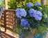 Gartenhortensie Endless Summer® 'The Original' (Hydrangea macrophylla 'Endless Summer® The Original') - Blau - sommergrün - winterhart | Bild 3