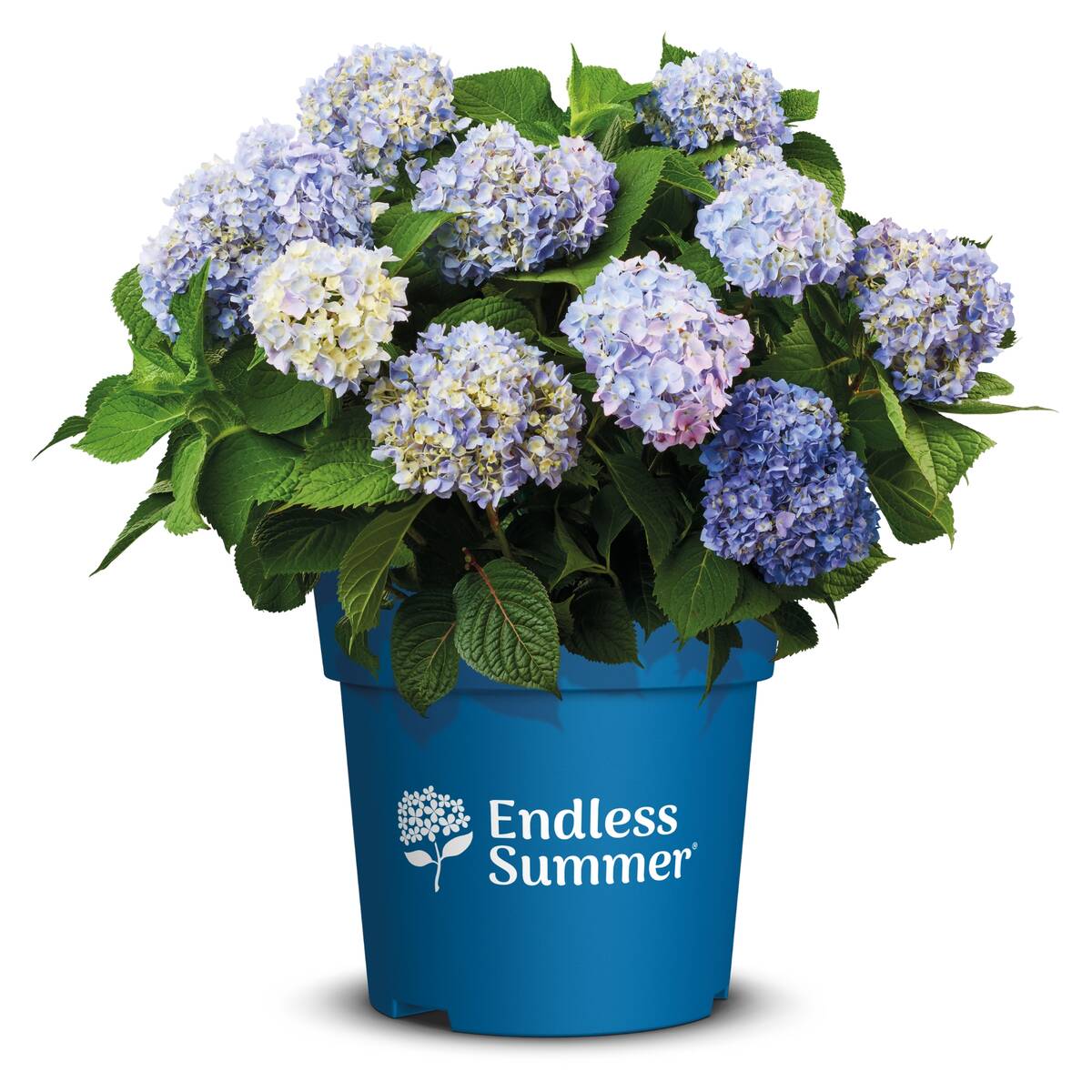 Gartenhortensie Endless Summer® 'The Original' (Hydrangea macrophylla 'Endless Summer® The Original') - Blau - sommergrün - winterhart | Bild 4