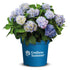 Gartenhortensie Endless Summer® 'The Original' (Hydrangea macrophylla 'Endless Summer® The Original') - Blau - sommergrün - winterhart | Bild 4