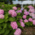 Gartenhortensie Endless Summer® 'The Original' (Hydrangea macrophylla 'Endless Summer® The Original') - Rosa - sommergrün - winterhart | Bild 1