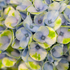 Gartenhortensie 'Magical Revolution®' (Hydrangea macrophylla 'Magical Revolution®') - Blau - sommergrün - winterhart | Bild 1