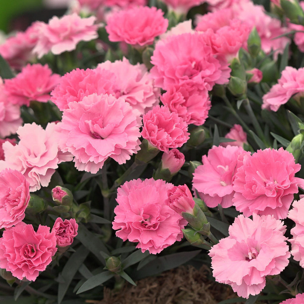 Gartennelke 'I love you®' (Dianthus caryophyllus 'I love you®') - Pink - winterhart | Bild 1