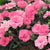 Gartennelke 'I love you®' (Dianthus caryophyllus 'I love you®') - Pink - winterhart | Bild 1