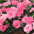 Gartennelke 'I love you®' (Dianthus caryophyllus 'I love you®') - Pink - winterhart | Bild 1