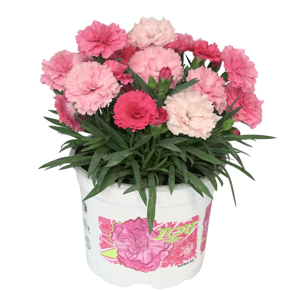 Gartennelke 'I love you®' (Dianthus caryophyllus 'I love you®') - Pink - winterhart | Bild 2