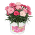 Gartennelke 'I love you®' (Dianthus caryophyllus 'I love you®') - Pink - winterhart | Bild 2