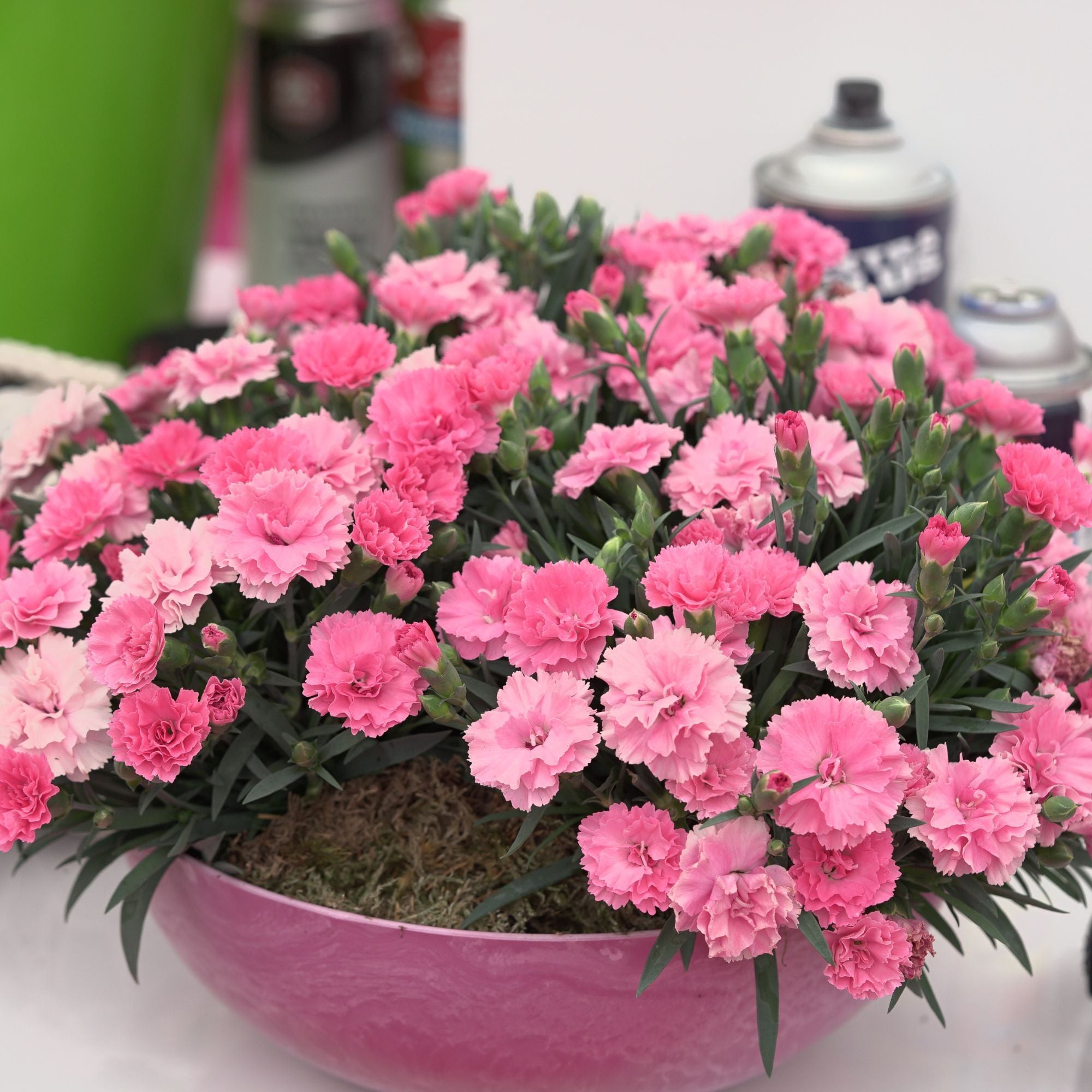 Gartennelke 'I love you®' (Dianthus caryophyllus 'I love you®') - Pink - winterhart | Bild 3