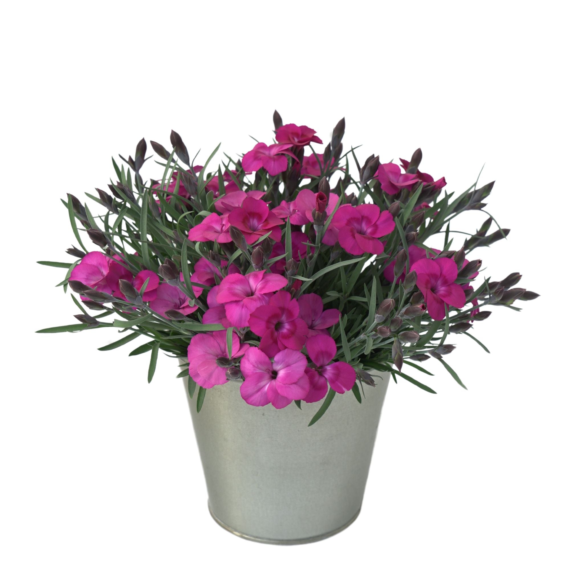 Gartennelke 'Neon Flush' (Dianthus caryophyllus 'Neon Flush') - Pink - winterhart | Bild 1