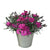 Gartennelke 'Neon Flush' (Dianthus caryophyllus 'Neon Flush') - Pink - winterhart | Bild 1