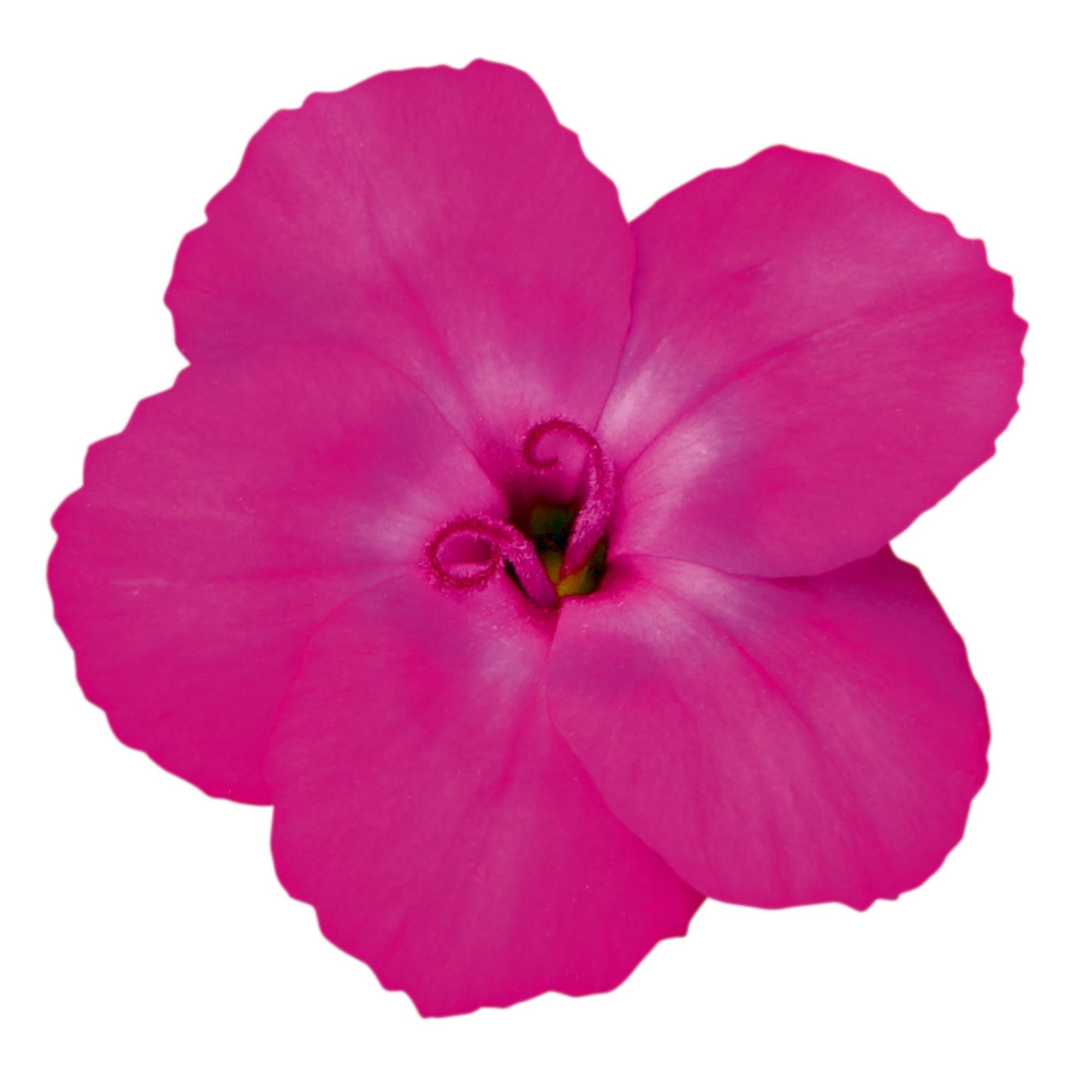 Gartennelke 'Neon Flush' (Dianthus caryophyllus 'Neon Flush') - Pink - winterhart | Bild 2