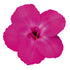 Gartennelke 'Neon Flush' (Dianthus caryophyllus 'Neon Flush') - Pink - winterhart | Bild 2