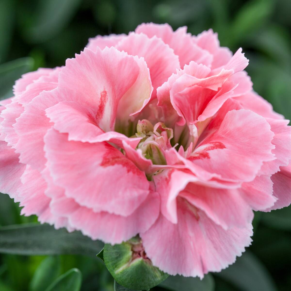 Gartennelke 'Oscar®' (Dianthus caryophyllus 'Oscar®') - Rosa - winterhart | Bild 1