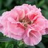 Gartennelke 'Oscar®' (Dianthus caryophyllus 'Oscar®') - Rosa - winterhart | Bild 1