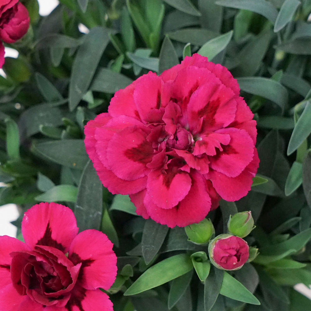 Gartennelke 'Oscar®' (Dianthus caryophyllus 'Oscar®') - Violett - winterhart | Bild 1