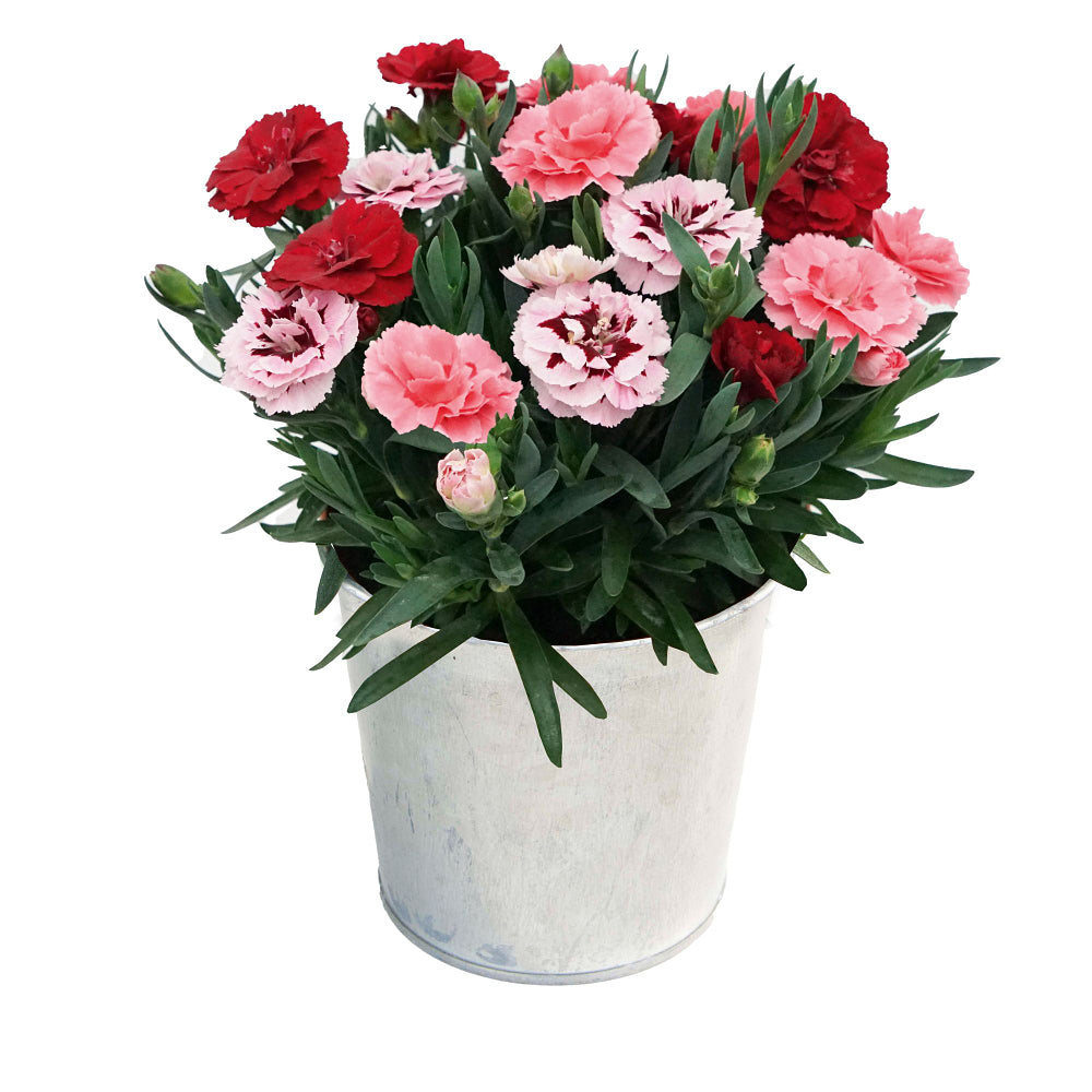 Gartennelke 'Oscar® Trio' (Dianthus caryophyllus 'Oscar®') - Bunt - winterhart | Bild 1
