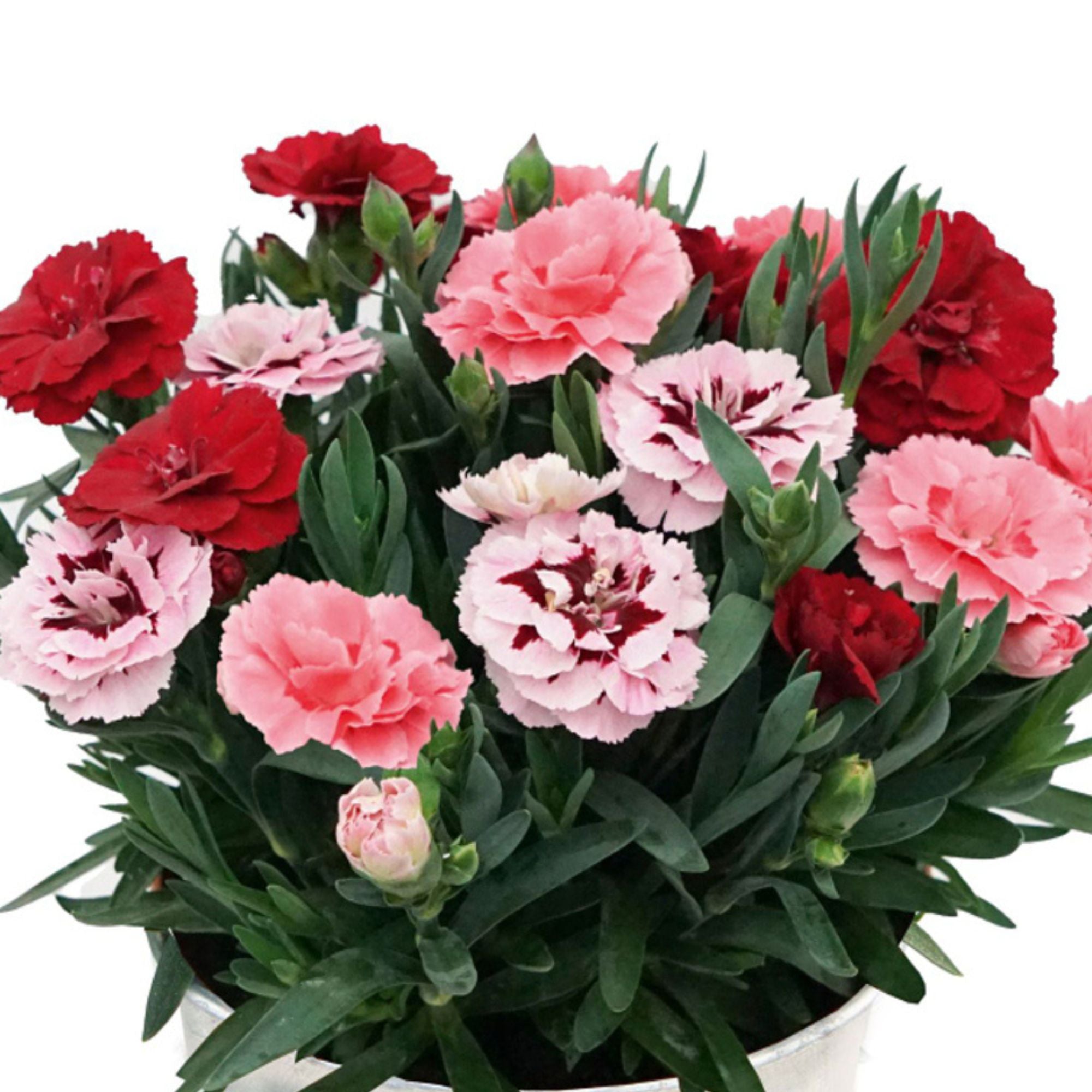 Gartennelke 'Oscar® Trio' (Dianthus caryophyllus 'Oscar®') - Bunt - winterhart | Bild 2