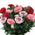 Gartennelke 'Oscar® Trio' (Dianthus caryophyllus 'Oscar®') - Bunt - winterhart | Bild 2