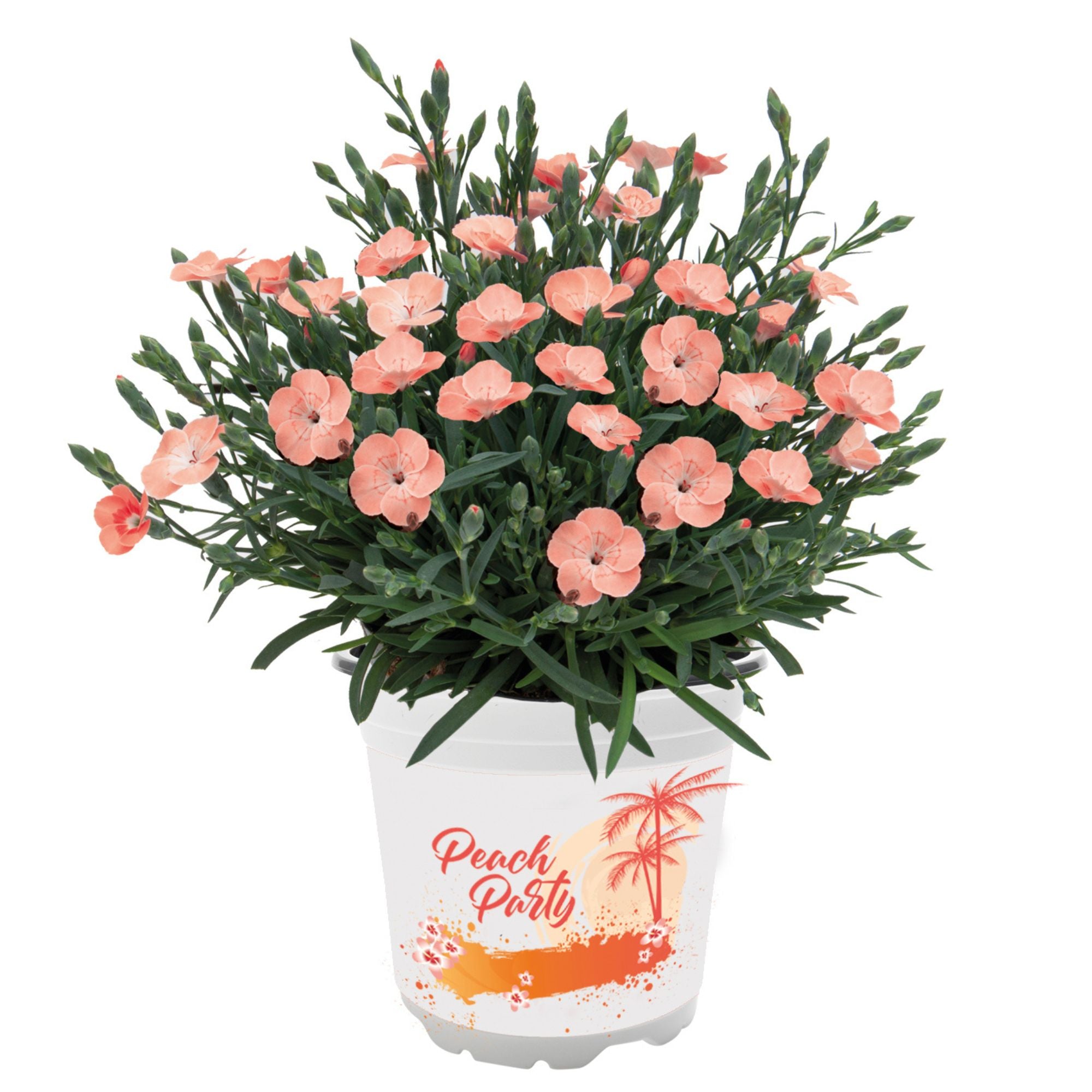 Gartennelke 'Peach Party®' (Dianthus caryophyllus 'Peach Party®') - Orange - winterhart - bienenfreundlich | Bild 1