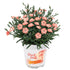 Gartennelke 'Peach Party®' (Dianthus caryophyllus 'Peach Party®') - Orange - winterhart - bienenfreundlich | Bild 1