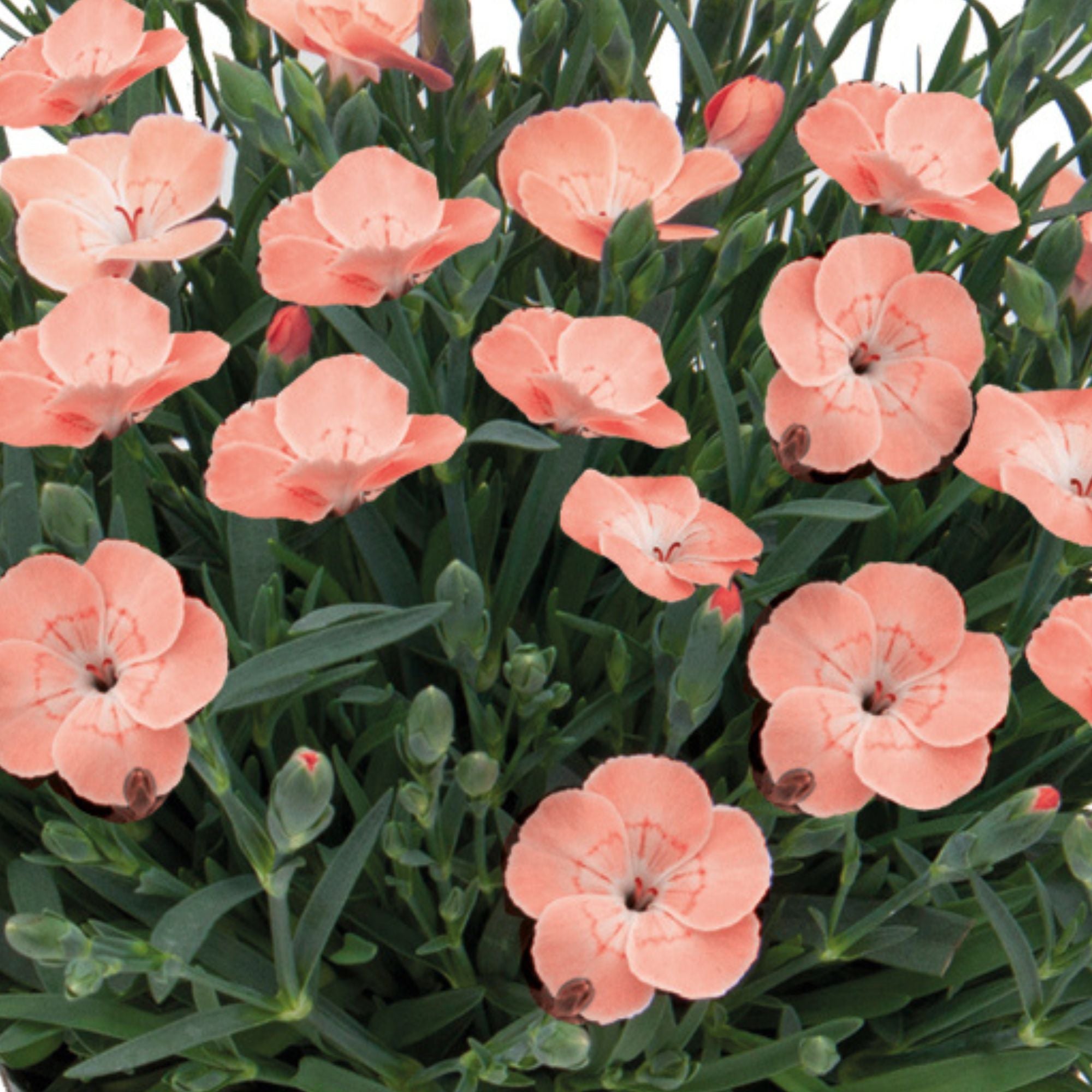 Gartennelke 'Peach Party®' (Dianthus caryophyllus 'Peach Party®') - Orange - winterhart - bienenfreundlich | Bild 2