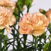 Gartennelken 'Devon Cream' (Dianthus Hybride 'Devon Cream') - Orange - sommergrün - winterhart | Bild 1