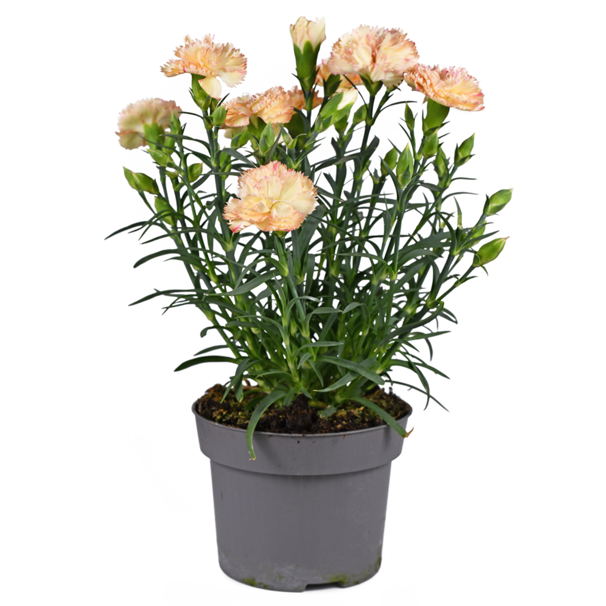 Gartennelken 'Devon Cream' (Dianthus Hybride 'Devon Cream') - Orange - sommergrün - winterhart | Bild 2