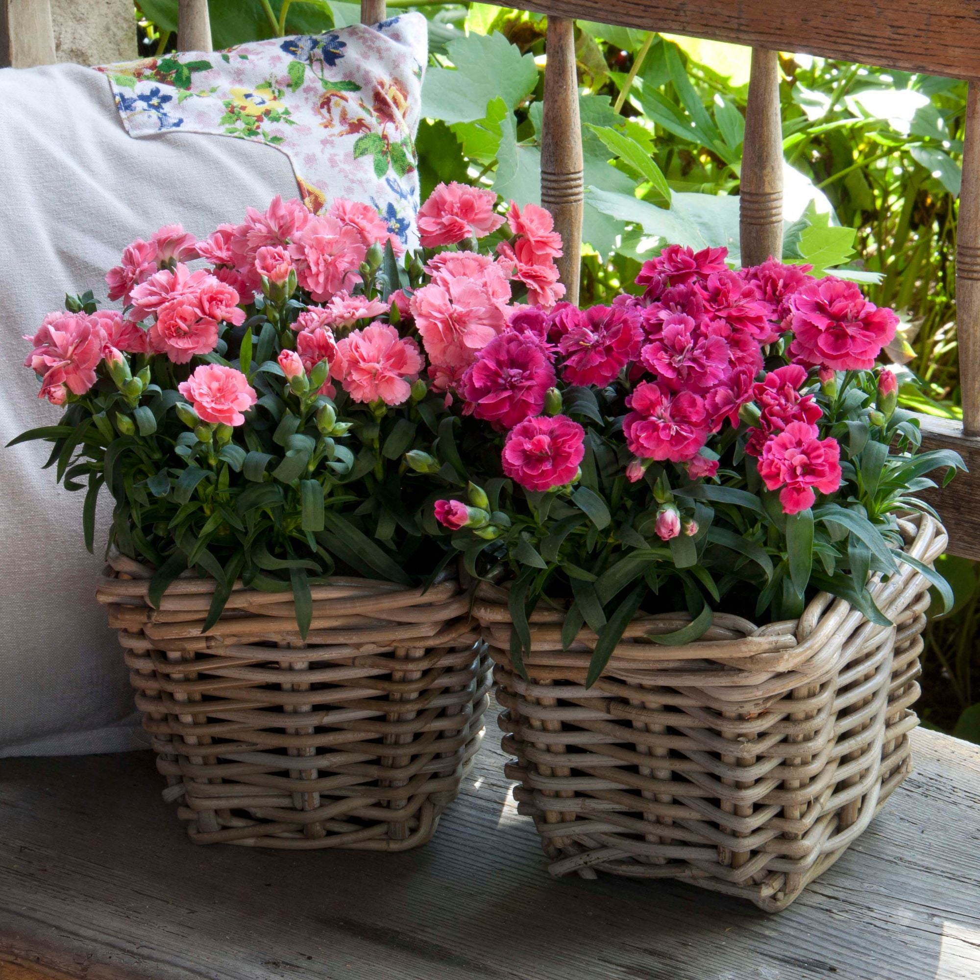 Gartennelken-Set 'Oscar®', 3 Pflanzen (Dianthus caryophyllus 'Oscar®') - Bunt | Bild 1