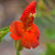 Gauklerblume (Mimulus cardinalis) - Rot - sommergrün - winterhart | Bild 1