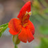 Gauklerblume (Mimulus cardinalis) - Rot - sommergrün - winterhart | Bild 1