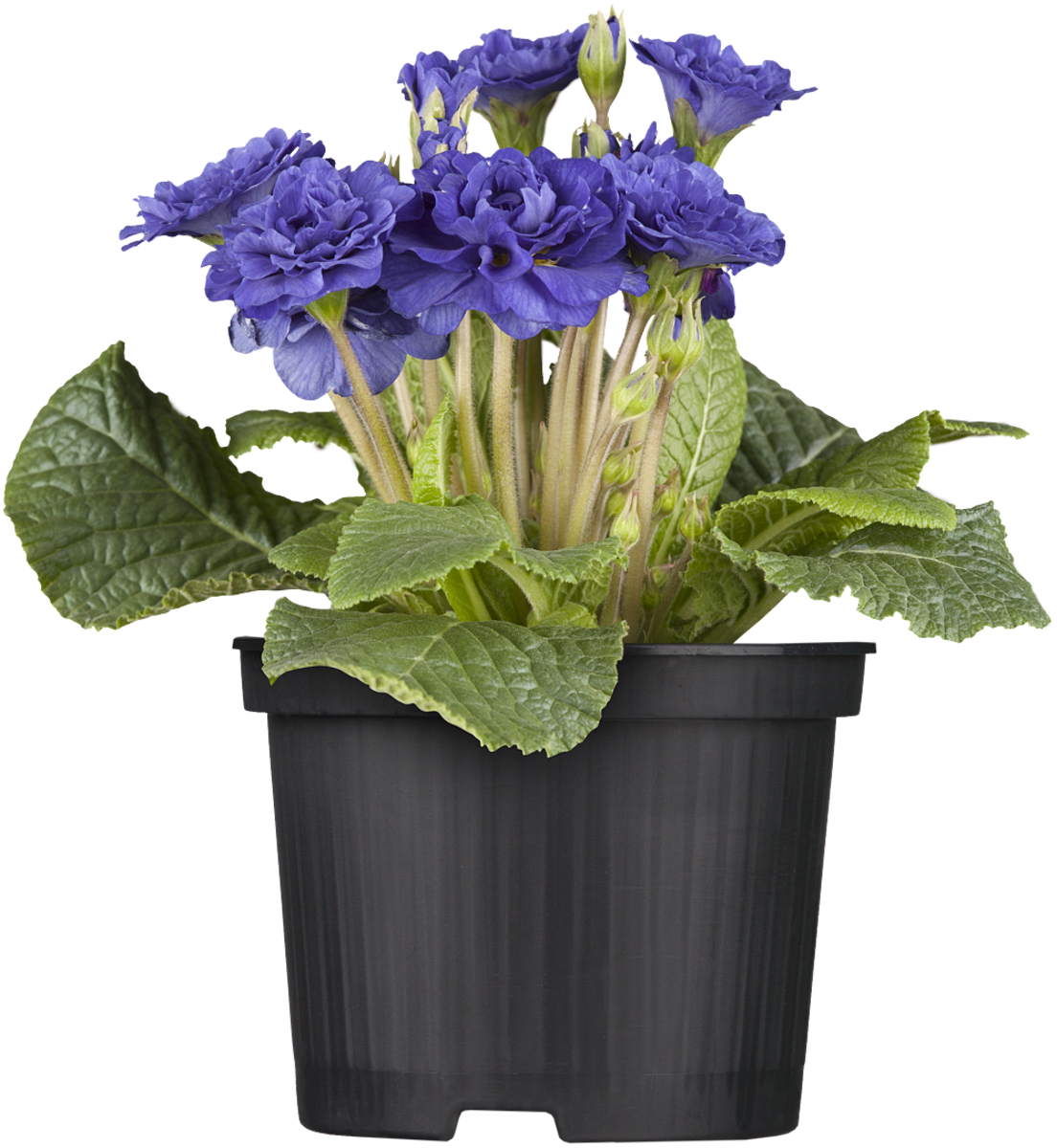 Gefülltblühende Kissenprimel (Primula acaulis) - Blau - winterhart | Bild 2