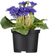 Gefülltblühende Kissenprimel (Primula acaulis) - Blau - winterhart | Bild 2