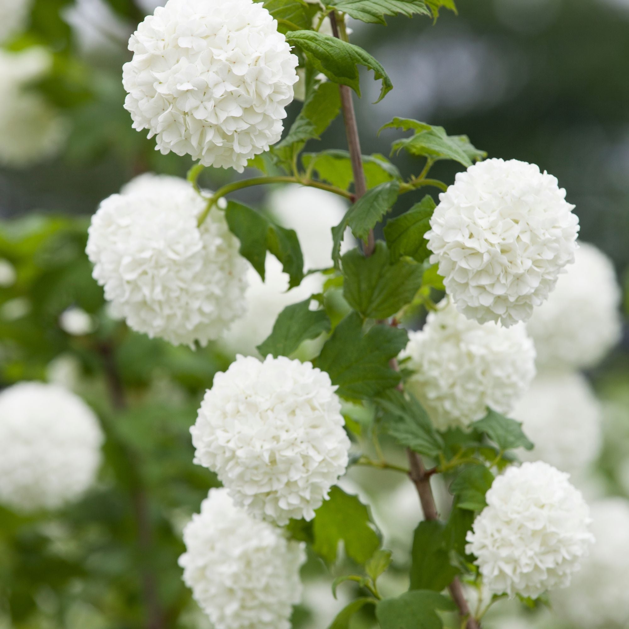 Gefüllter Schneeball 'Roseum' (Viburnum opulus 'Roseum') - Weiß - winterhart | Bild 2