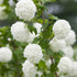 Gefüllter Schneeball 'Roseum' (Viburnum opulus 'Roseum') - Weiß - winterhart | Bild 2