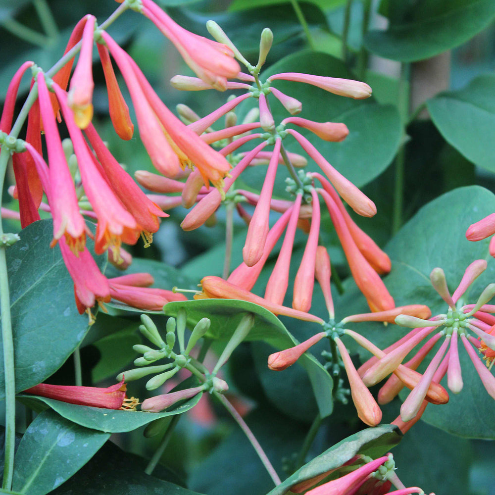 Geißblatt 'Dropmore Scarlet' (Lonicera brownii 'Dropmore Scarlet') - Orange - winterhart | Bild 1
