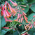 Geißblatt 'Dropmore Scarlet' (Lonicera brownii 'Dropmore Scarlet') - Orange - winterhart | Bild 1