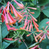 Geißblatt 'Dropmore Scarlet' (Lonicera brownii 'Dropmore Scarlet') - Orange - winterhart | Bild 1